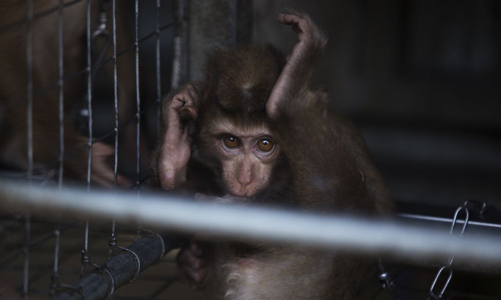 Monkey in cage