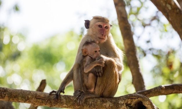 Dutch Senate Votes to Phase Out Funding for Nonhuman Primate Experiments