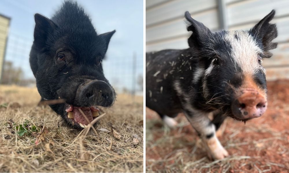 Moxon & Olive the Pigs