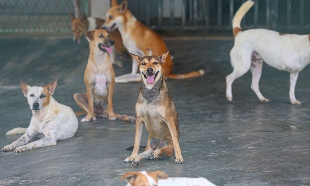 Multiple dogs lounging outdoors at Baw Baw Animal Welfare