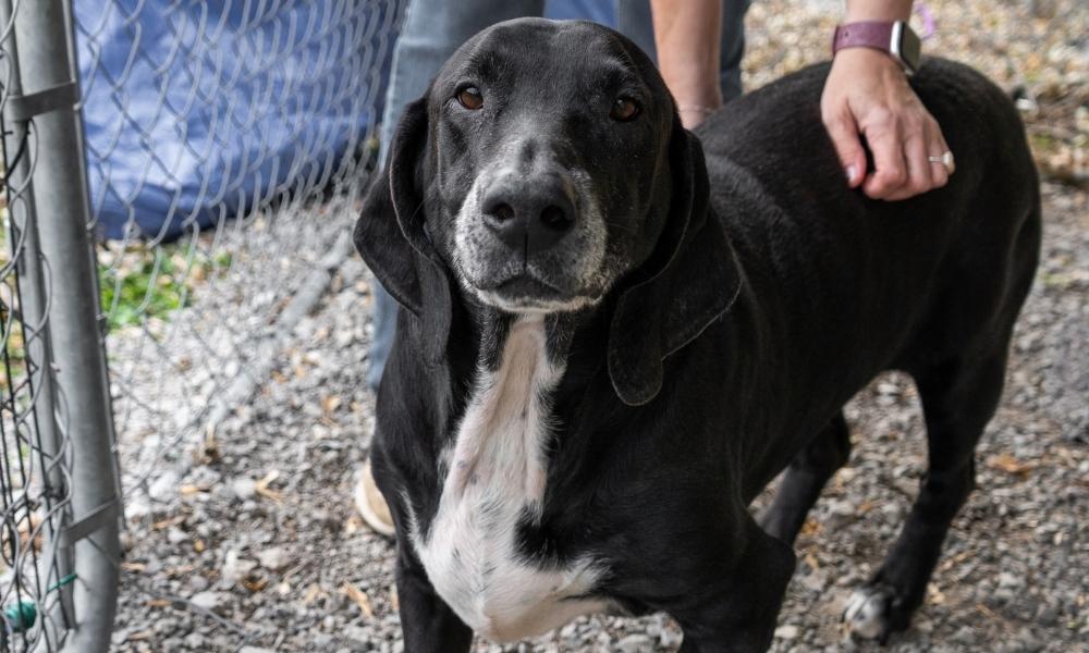 Older black dog at New Leash on Life