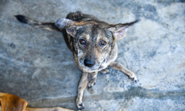 Lady Freethinker Helps Provide Lifesaving Care for Dogs and Cats in Sri Lanka