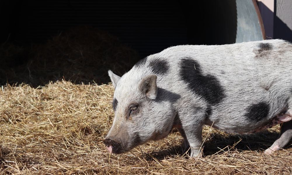 Pig at the sanctuary