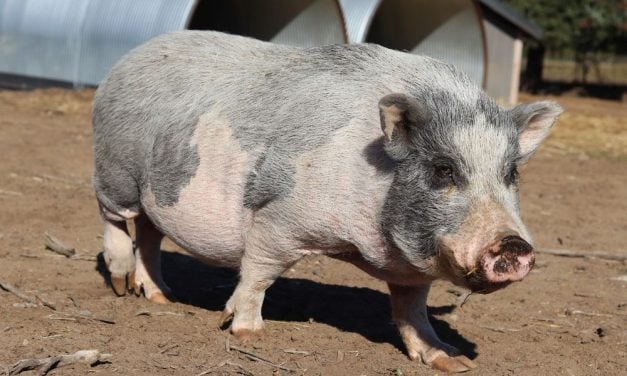 Lady Freethinker Helps Neglected Pigs Recover and Thrive After Rescue
