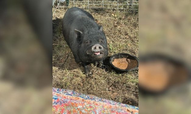 Lady Freethinker Funds Oklahoma Sanctuary’s Medical Campus for Its Special Needs Animals