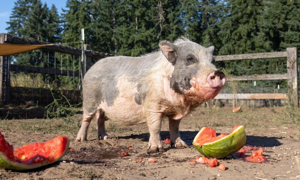 Pig standing next to chewed-up watermelon