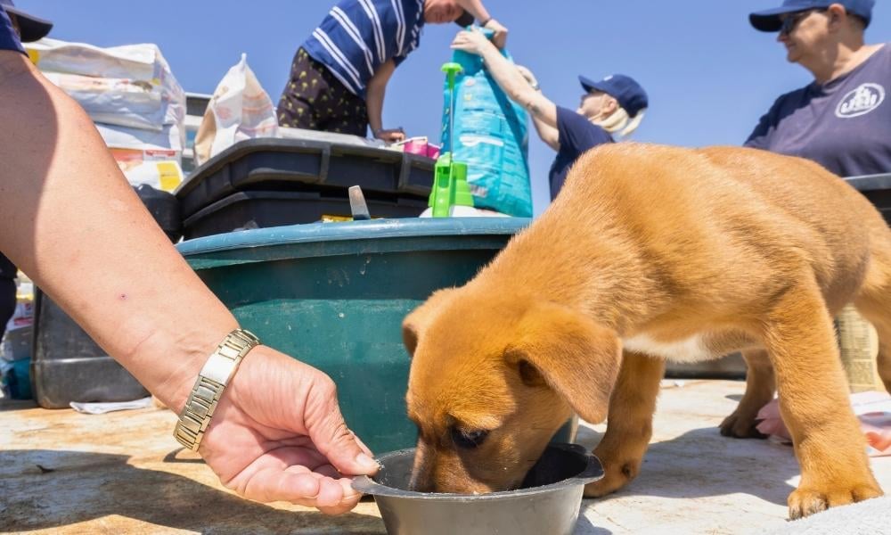 Puppy eats from bowl at clinic