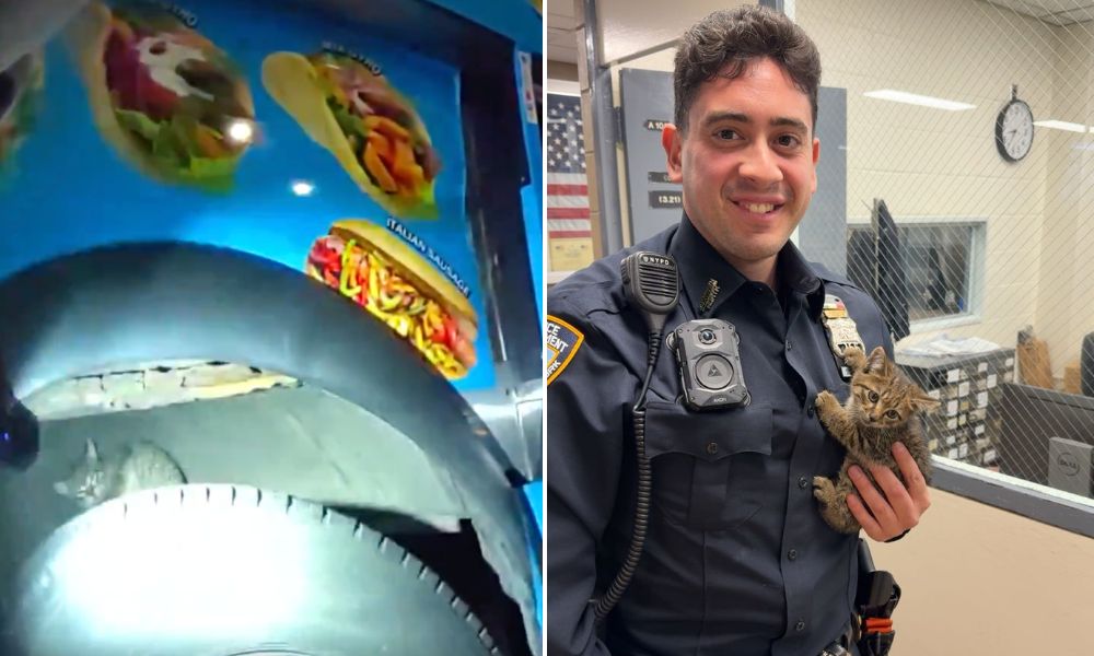 NYC Officer Rescues Kitten From Under Food Truck — Then Adopts Him