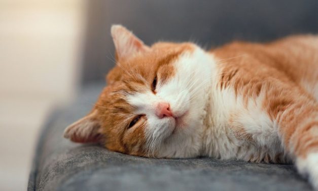 Victory! Las Vegas Bans the Sale of Dogs, Cats, and Other Animals in Pet Stores