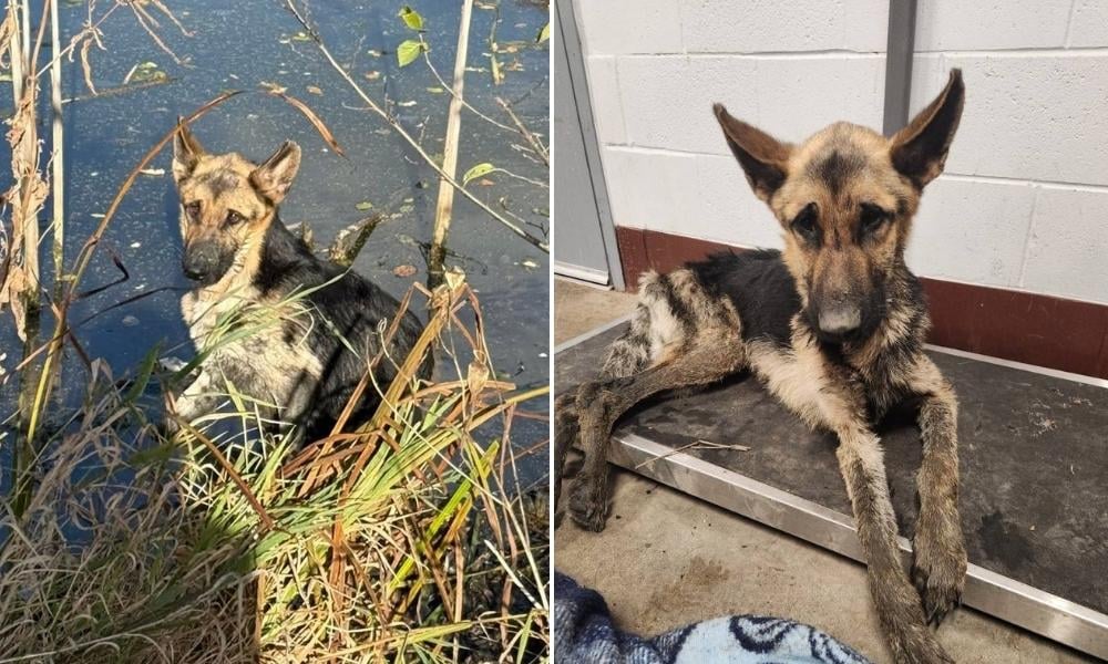 SIGN: Justice for Sick, Starving Dogs Trapped in a Cage and Left to Die in a Pond