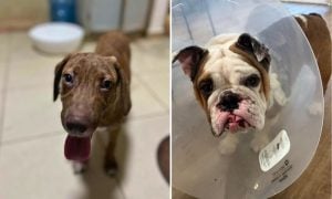 Photos of dogs Simon and George, both looking at the camera