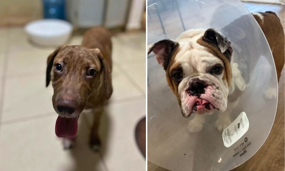 Lady Freethinker Helps Provide Urgent Medical Care to Rescued Dogs