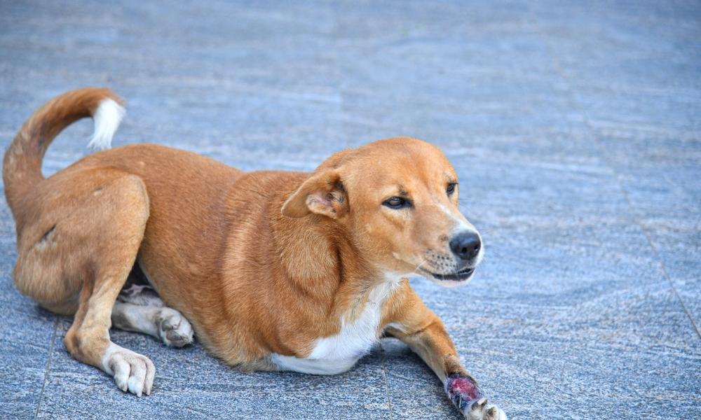 A three-legged dog lounges at Baw Baw Animal Welfare