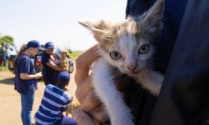 Animals being treated at outreach clinic