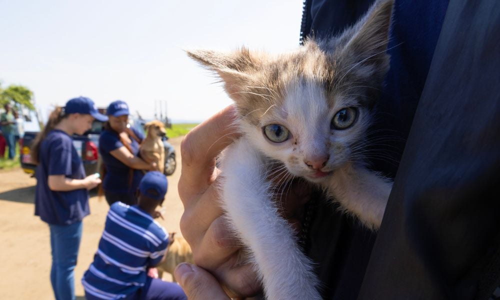Animals being treated at outreach clinic