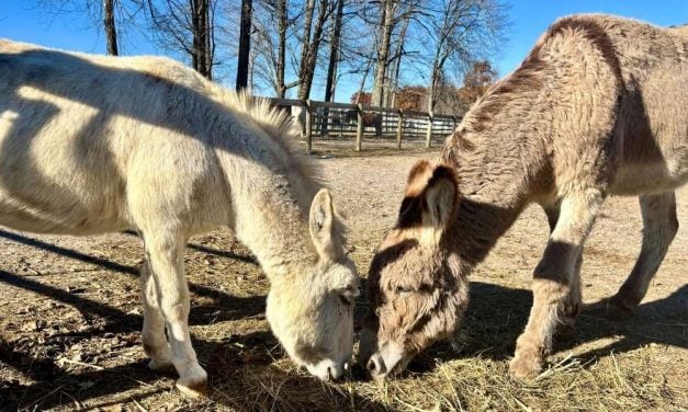 Lady Freethinker Helps Neglected, Grieving Donkey Heal at Ohio Sanctuary