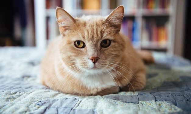 Victory! Wisconsin’s Capital Bans the Sale of Dogs and Cats in Pet Stores