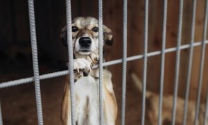 Dog at shelter