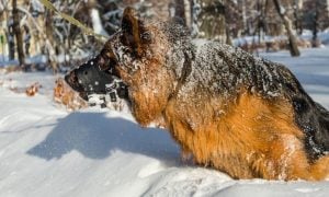 Muzzled dog in the snow