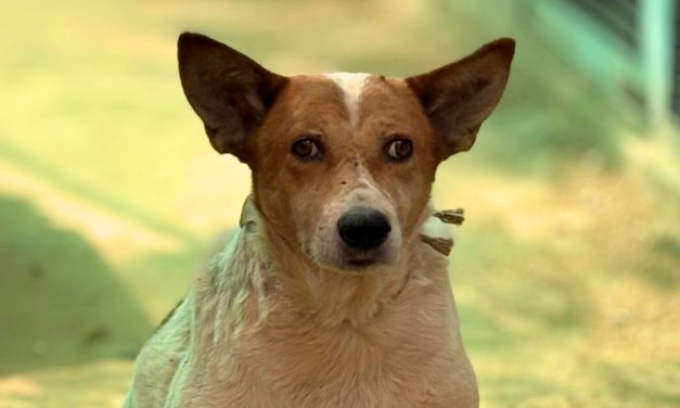 Lady Freethinker Funds Lifesaving Care for Street Dogs in India’s Underserved Communities