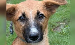 Dog at outreach clinic
