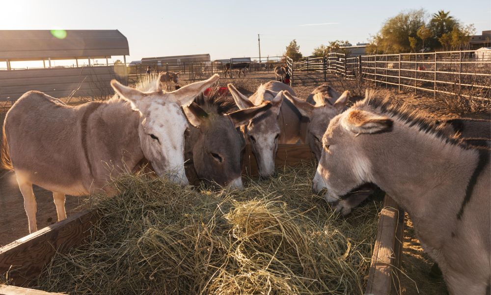 Pegasus Herd of Donkeys