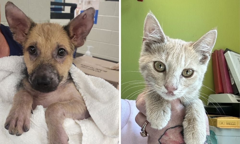 Faith the puppy; Pillsbury the kitten