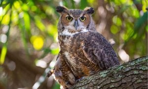 great horned owl