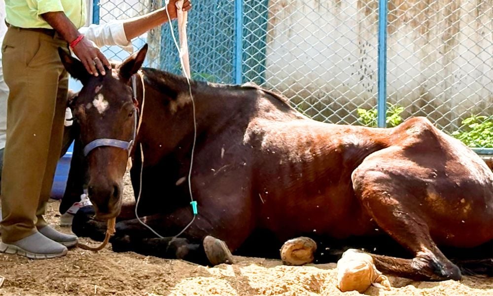 Horse receiving care