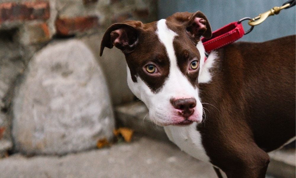 Hershey the dog on leash
