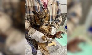 Injured owl being held
