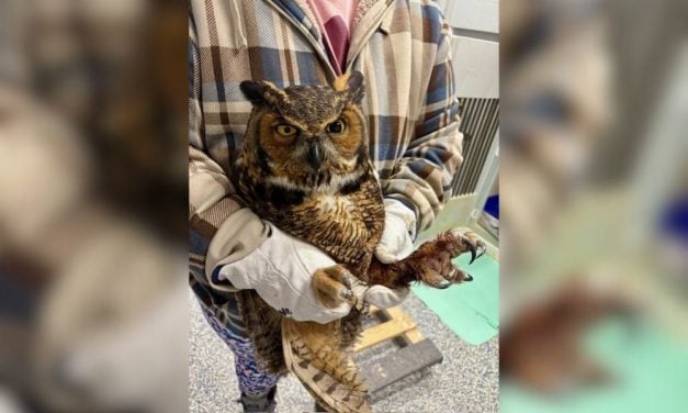 SIGN: Justice for Critically Injured Owl Found Zip-Tied and Dumped in Bag Along a Roadside