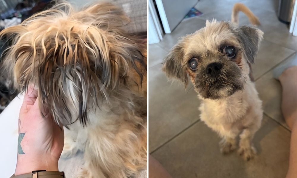 Jewel before and after