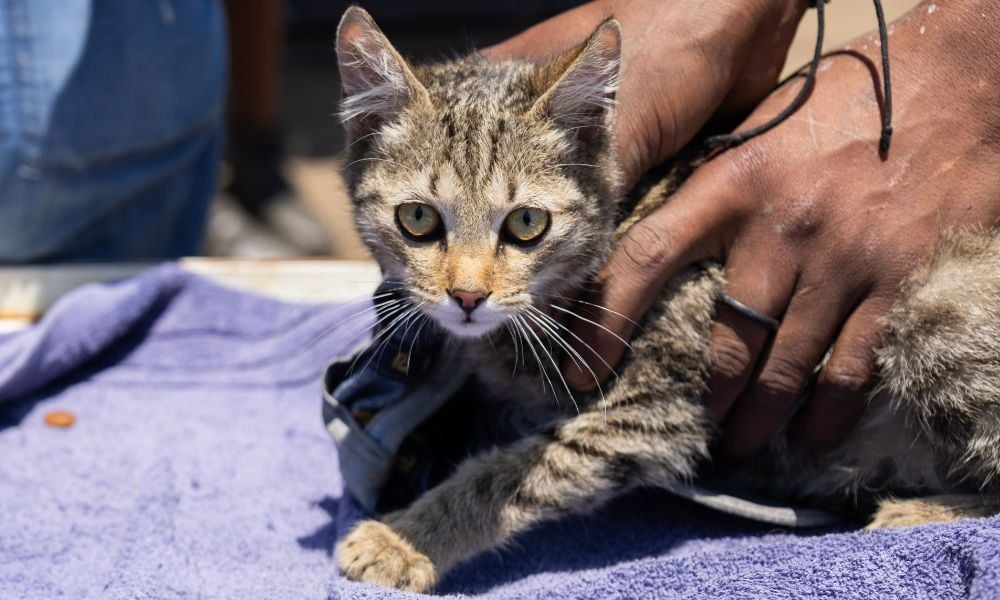 Kitten Receiving Care
