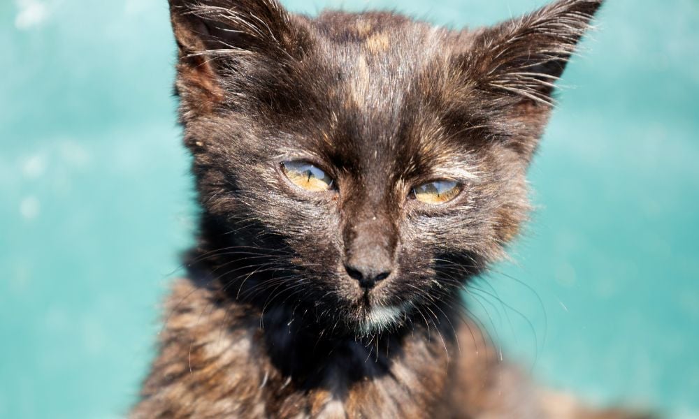Kitten receiving care