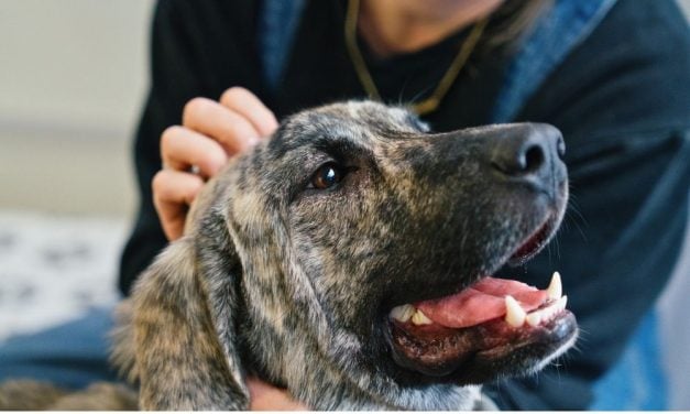 Lady Freethinker Supports Hundreds of Chicago Dogs at Vaccine & Supply Clinics