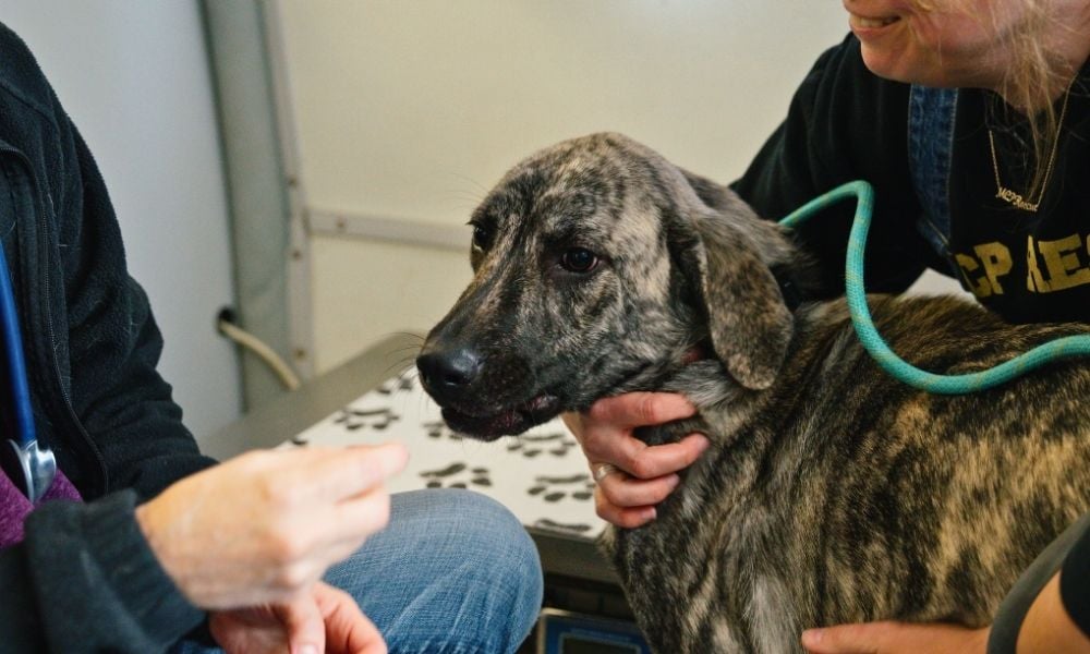 Lucy the dog receives treatment