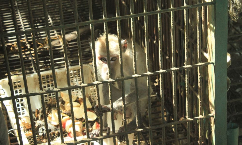 Macaque after rescue