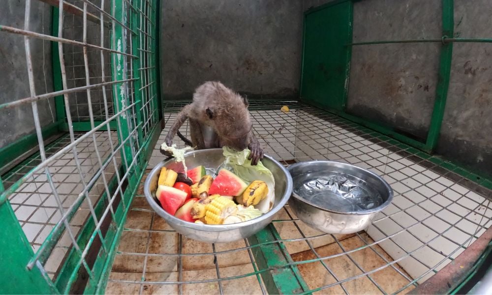 Macaque eating after rescue