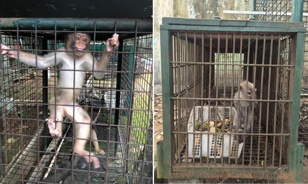 Macaques at government facility