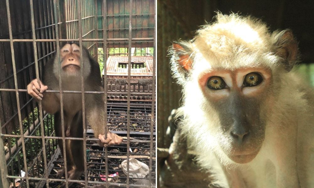 Macaques before and after rescue
