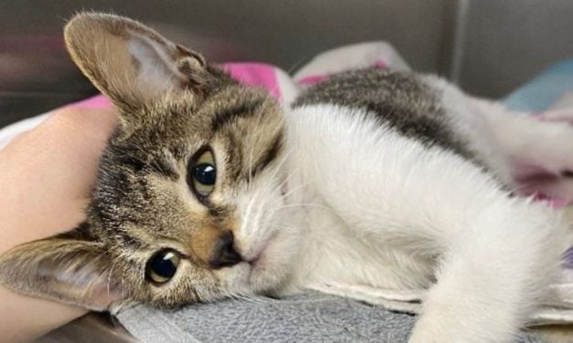 Lady Freethinker Helps Keep Alabama Dogs and Cats Out of Shelters