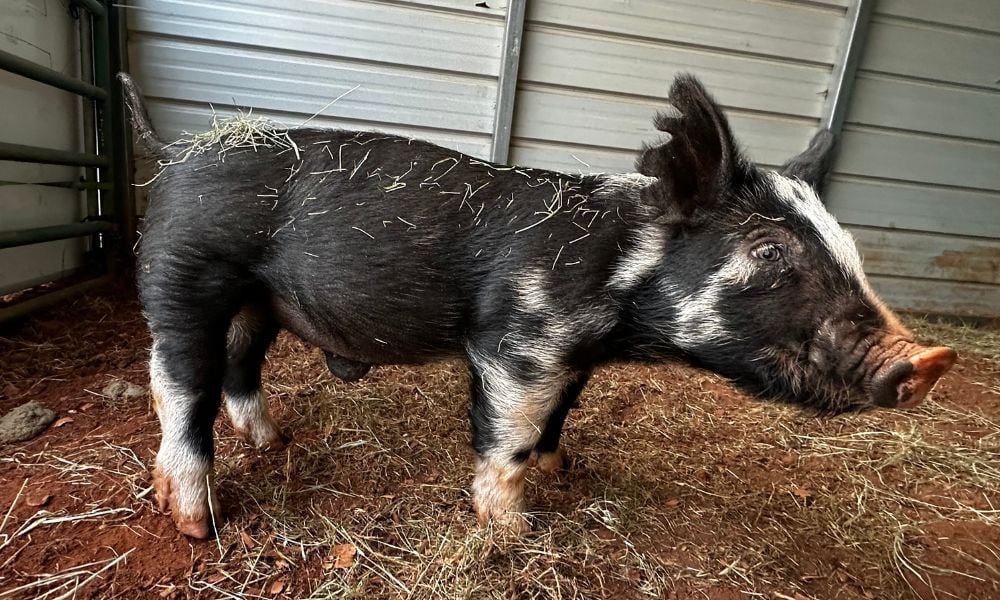 Olive the Pig at Misfits of Oz