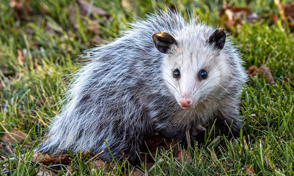 Opossum in the grass