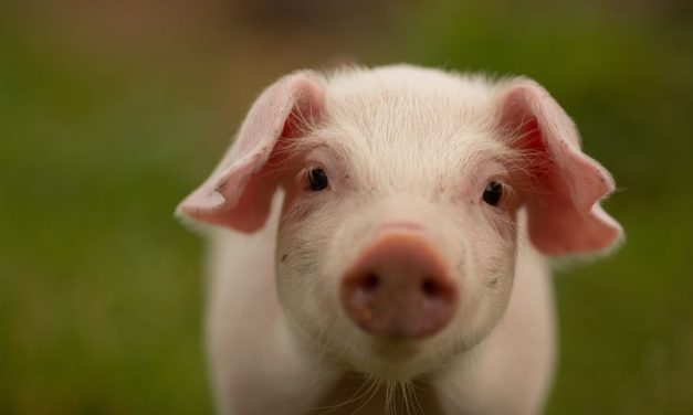 US Military Stops Shooting Pigs and Goats in Combat Medical Training