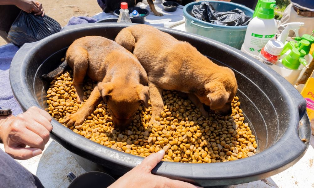 Puppies eating at outreach clinic