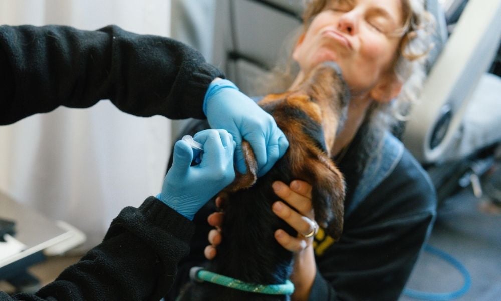 Ricky the dog receives treatment