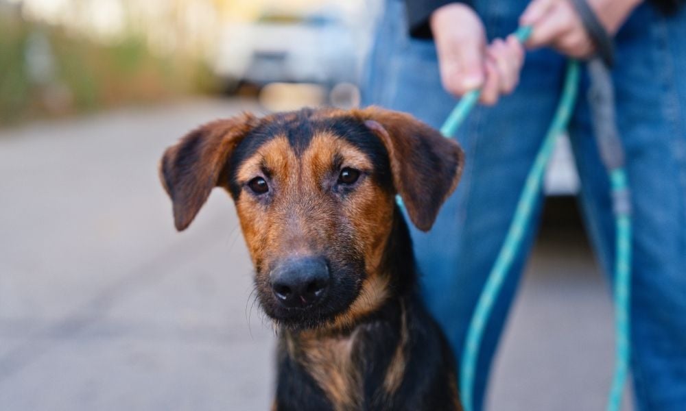 Ricky the dog on a leash