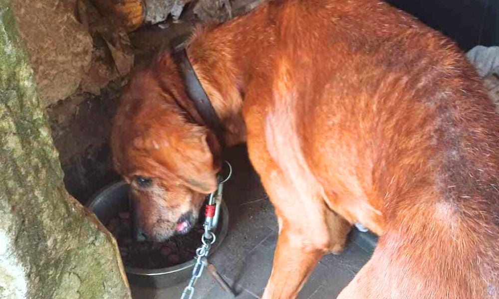 SIGN: I Pledge to Never Keep My Dog on a Chain