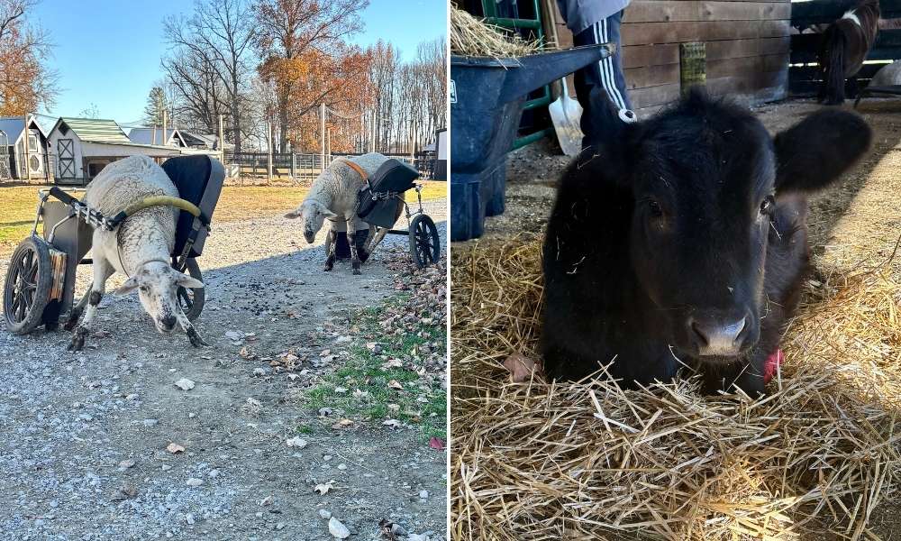 Sheep and Cloverbell